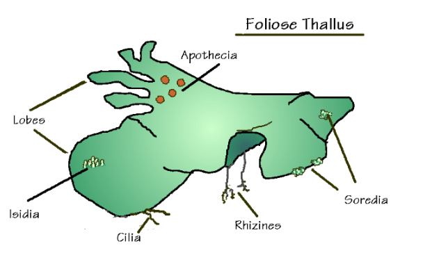 Lichens Mosses Bryophytes Liverworts diagram of polytrichum commune 